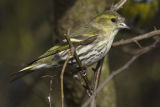 Siskin 